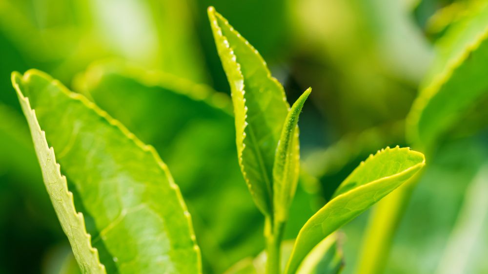 tea leaves close up
